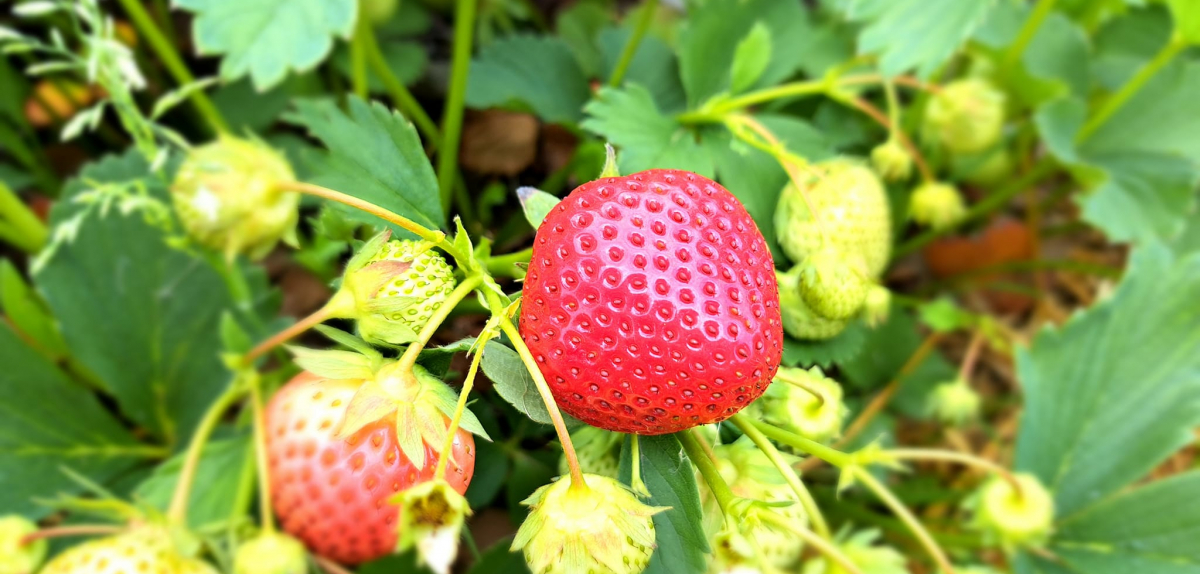 The garden strawberry picking season is now open!